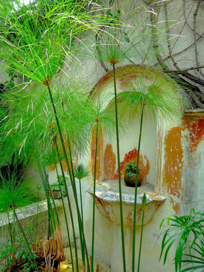 Cissus Hotel Boutique (Adults Only) Antigua Exterior foto